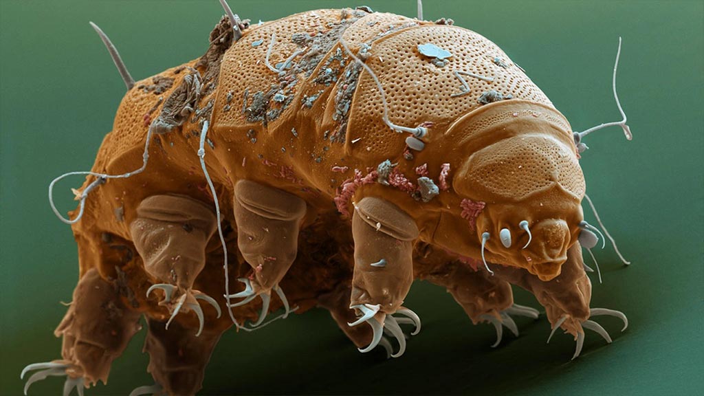 tardigrad