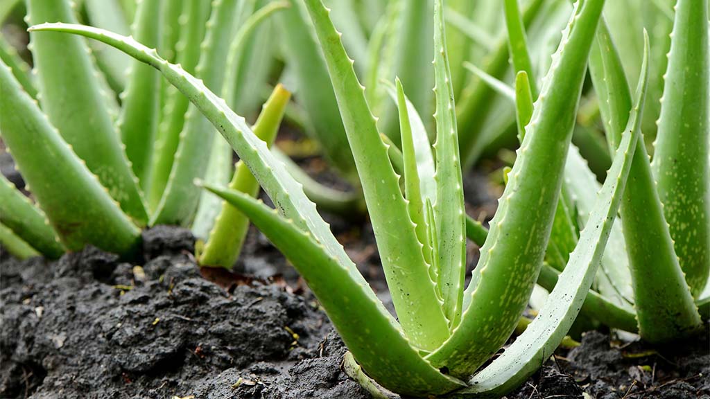 Aloe Vera