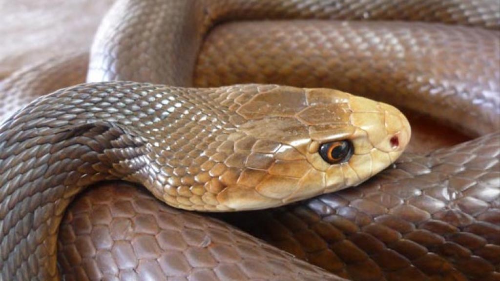 taipan