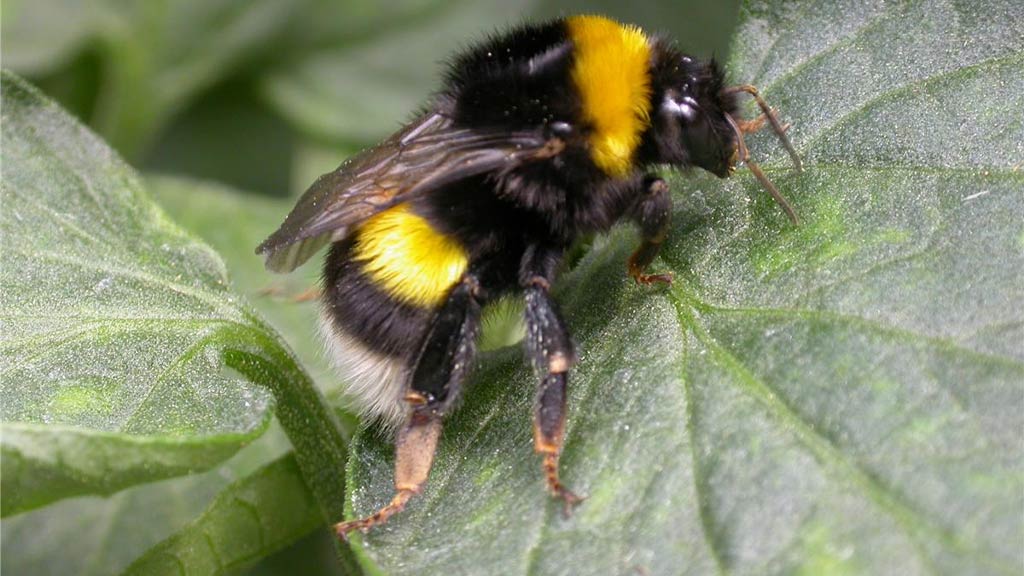 bombus ari