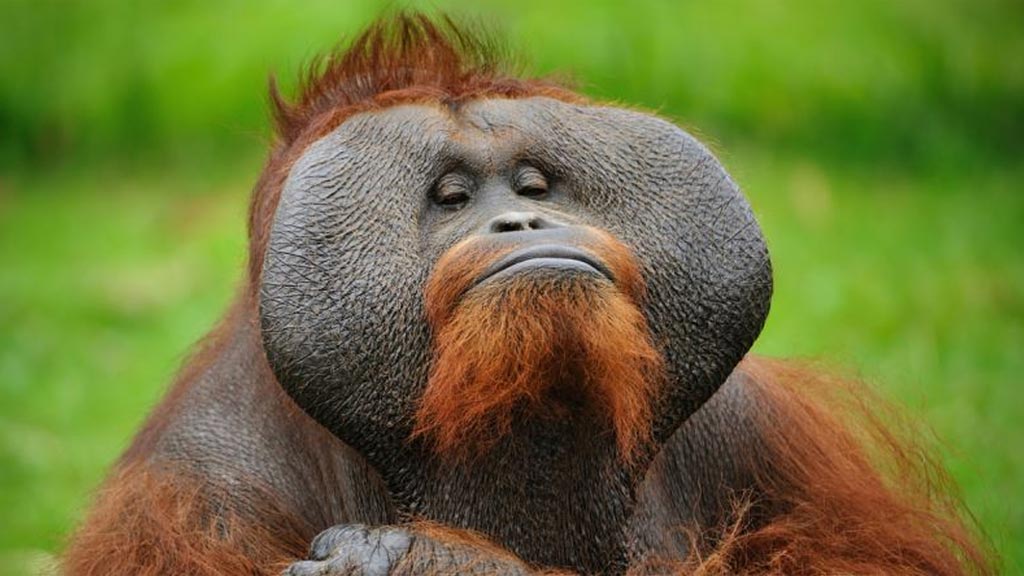 orangutan