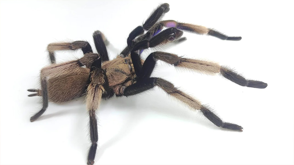 tarantula