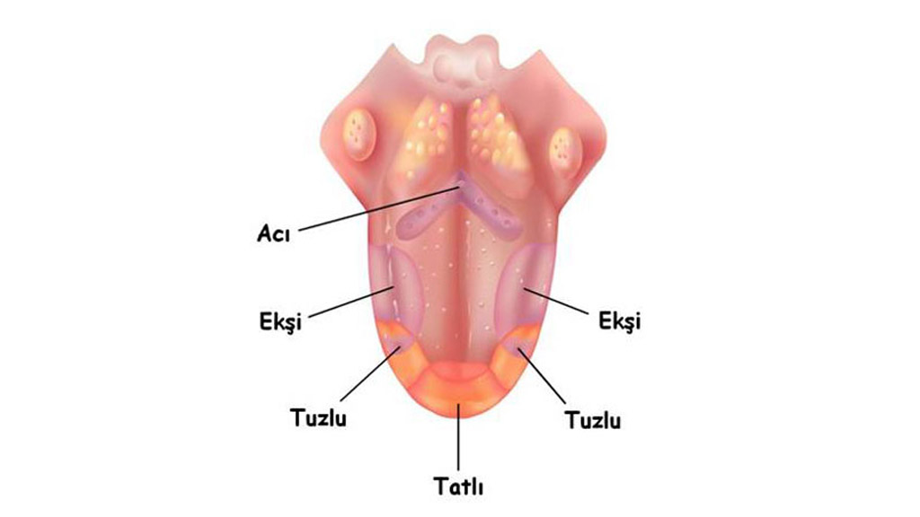 dil 1