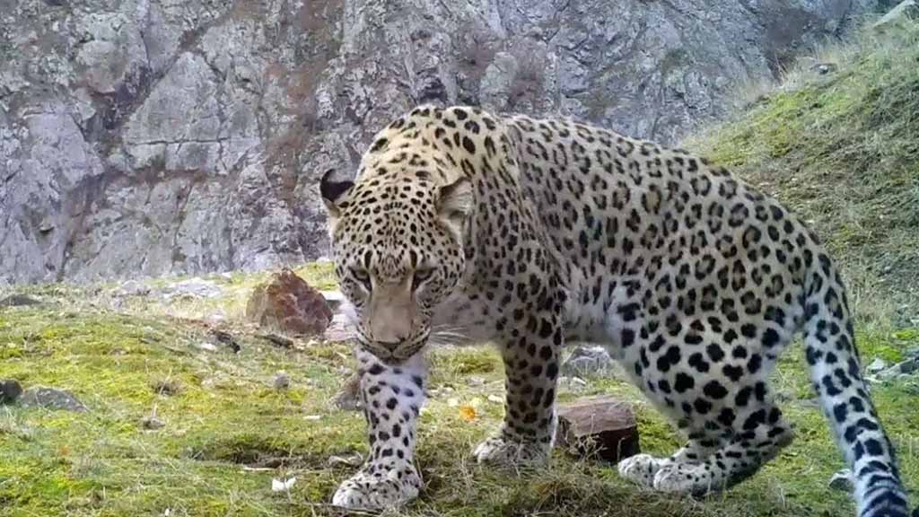 leopar